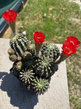 Preview: Lobivia aurea v. dobeana